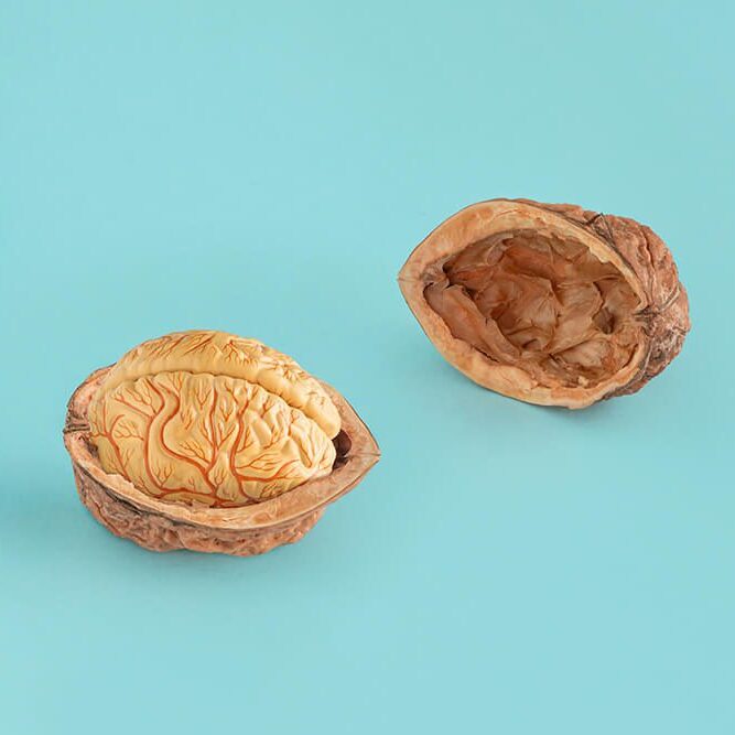 Model of human brain in walnut shell on pastel blue background. Minimal abstract creative concept. Supplements or food diet from nature for brain health. Source of antioxidants vitamins and manganese.