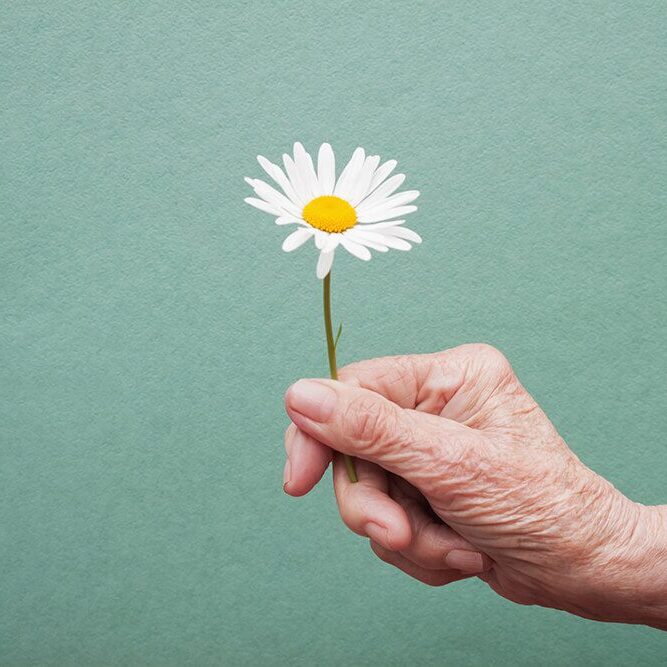 Hand of an old woman holding daisy flower. The concept of longevity. Seniors day. National Grandparents Day.